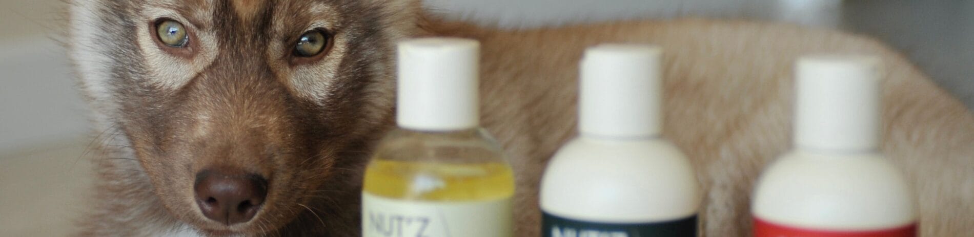 marque shampoing chien